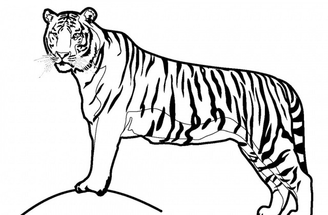 640x420 Tag For How To Draw An Easy Cats Step By Step Charizard Easy