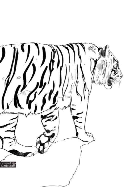500x750 I Always Forget How Big Tigers Are Until I Go To Cassandra Jean