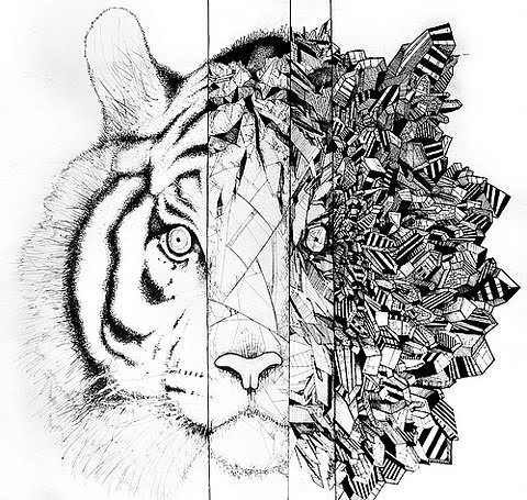 480x455 Drawing, Lion, Tiger Tattoos Lions, Illustration