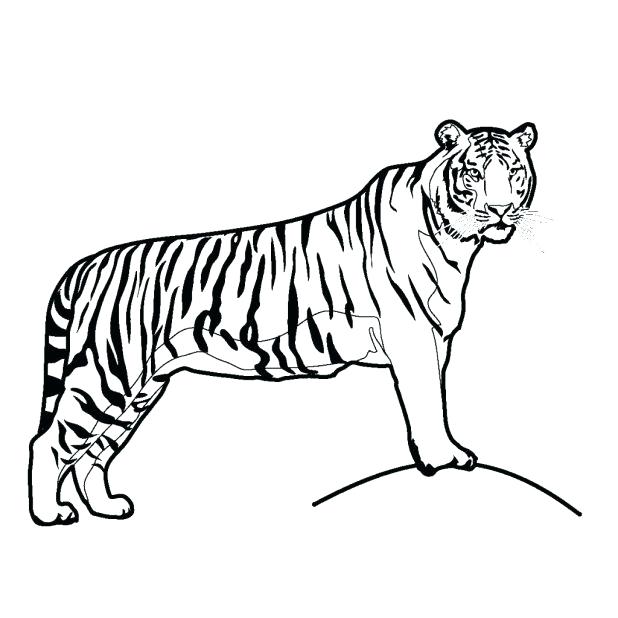 618x618 Tiger Pictures To Color Tiger Color Pages Coloring Printable Ideas