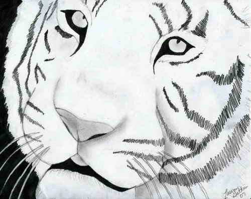 500x396 Drawing Images Tiger Wallpaper And Background Photos (8077155)