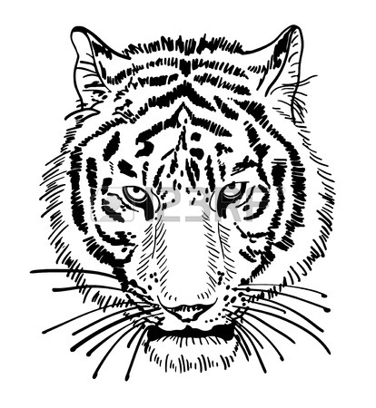 Tiger Eyes Drawing
