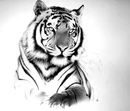 450x384 Black And White Tiger, But With Blue Eyes Tats