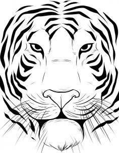 Tiger Face Drawing