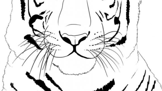 570x320 How To Draw A Tiger Face How To Draw A Tiger Realistic Pencil