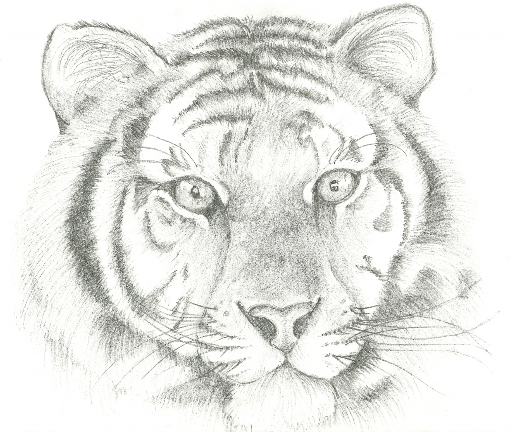 1024x864 Tiger Face Drawing Tiger Face Hundragirl