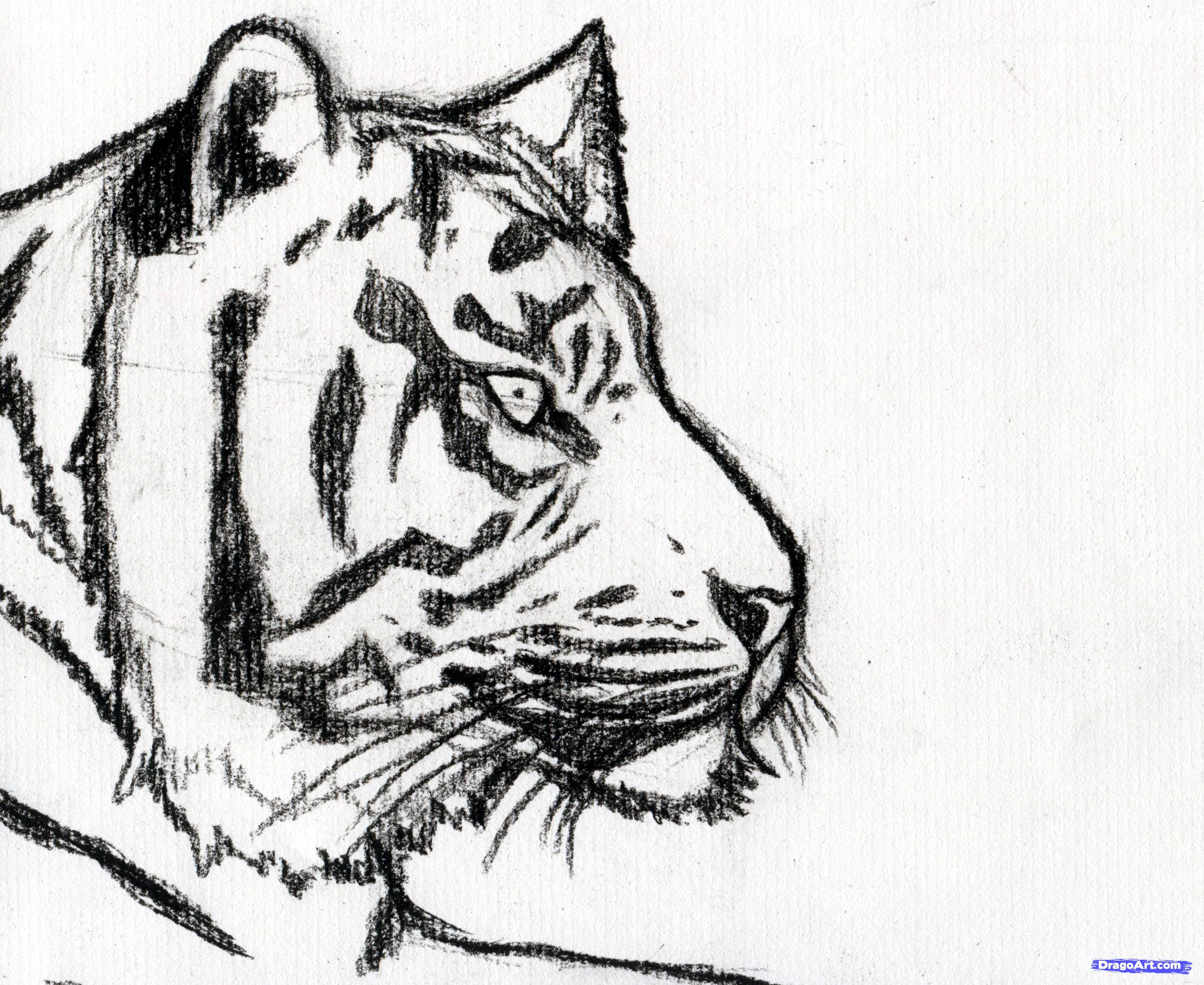 Tiger Face Drawing Pencil at GetDrawings | Free download