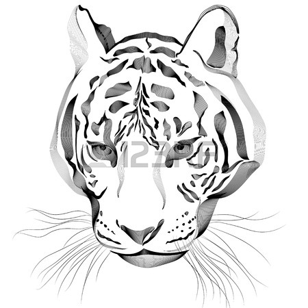 Tiger Face Drawing Pencil at GetDrawings | Free download
