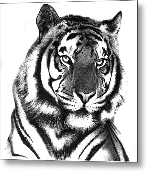 514x600 Tiger In Pencil Drawing By Rahul Geetha Nair