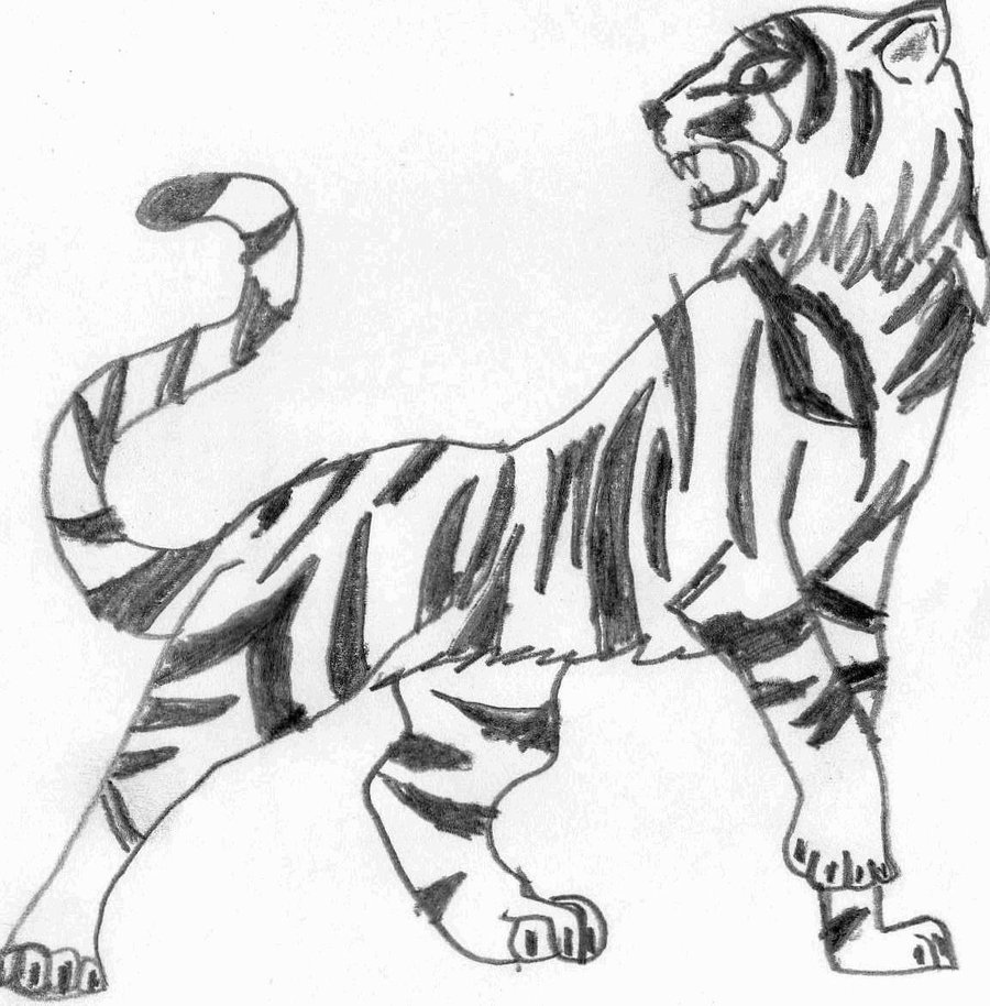 900x914 Easy Tiger Pencil Drawing