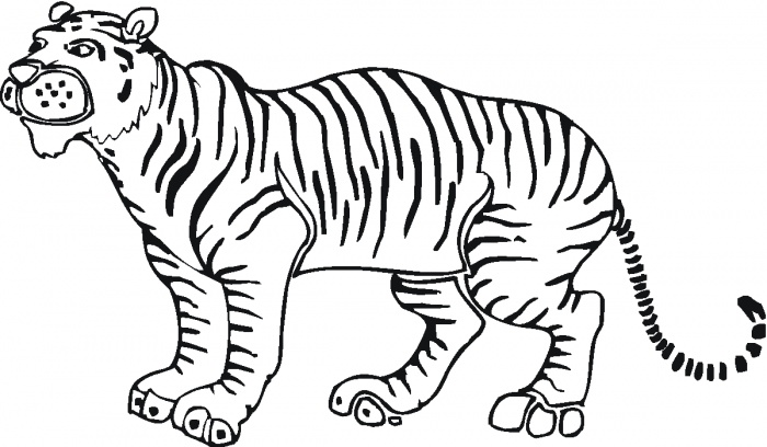700x408 Tiger Outline