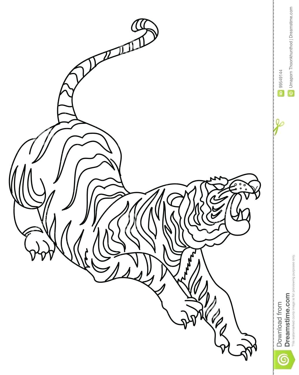 1035x1300 White Tiger Drawing Lily Flower Outline Images Tiger Lily Drawing