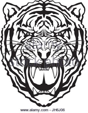 300x384 Tiger Head Vector Hand Drawing Illustration In Black And White