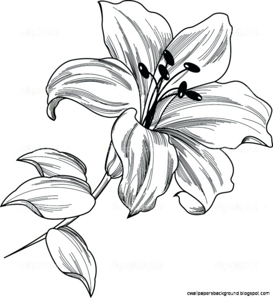 878x957 Lily Flower Drawing Outline Tiger Lily Drawing