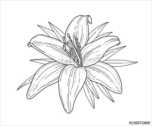 500x417 Lily Flower Monochrome Vector Illustration. Beautiful Tiger Lilly