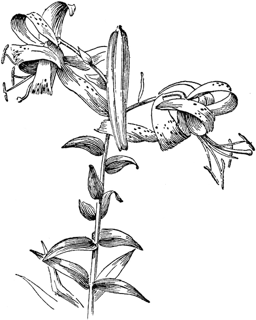 511x640 Tiger Lily Clipart Etc