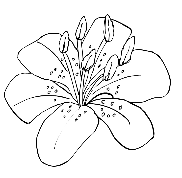 735x720 Tiger Lily Clip Art Download Eps Projects To Try