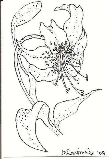 445x650 Tiger Lily Original Drawing