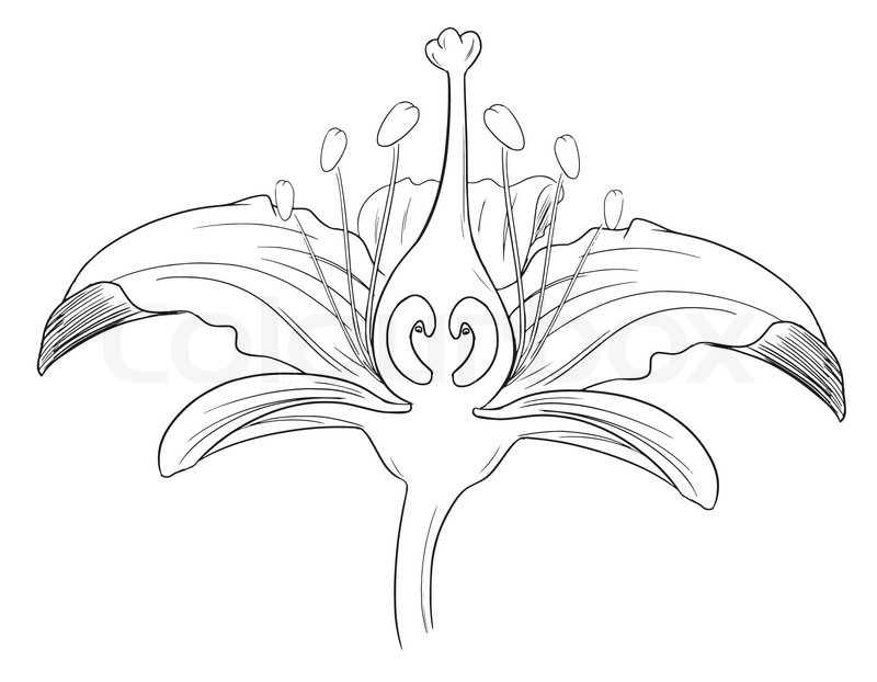 800x622 Tiger Lily Flower Black Outline Stock Vector Colourbox