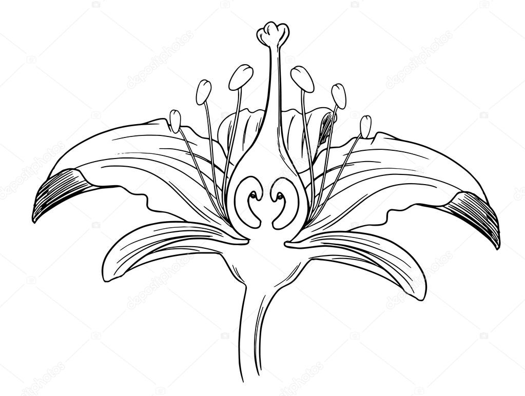 1023x772 Tiger Lily Flower Outline Stock Vector Blueringmedia
