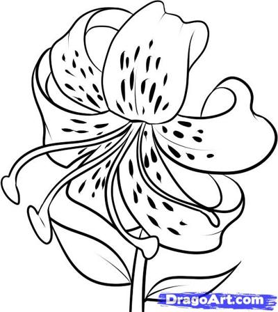 400x448 How To Draw A Tiger Lily Step 7 Painting, Drawing