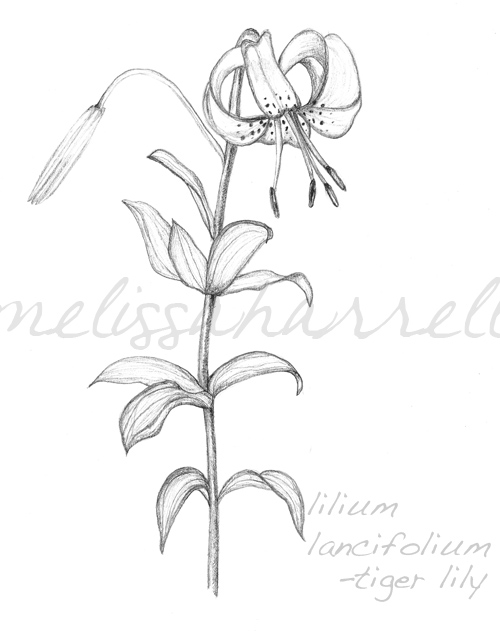 500x631 Tiger Lily Drawing'