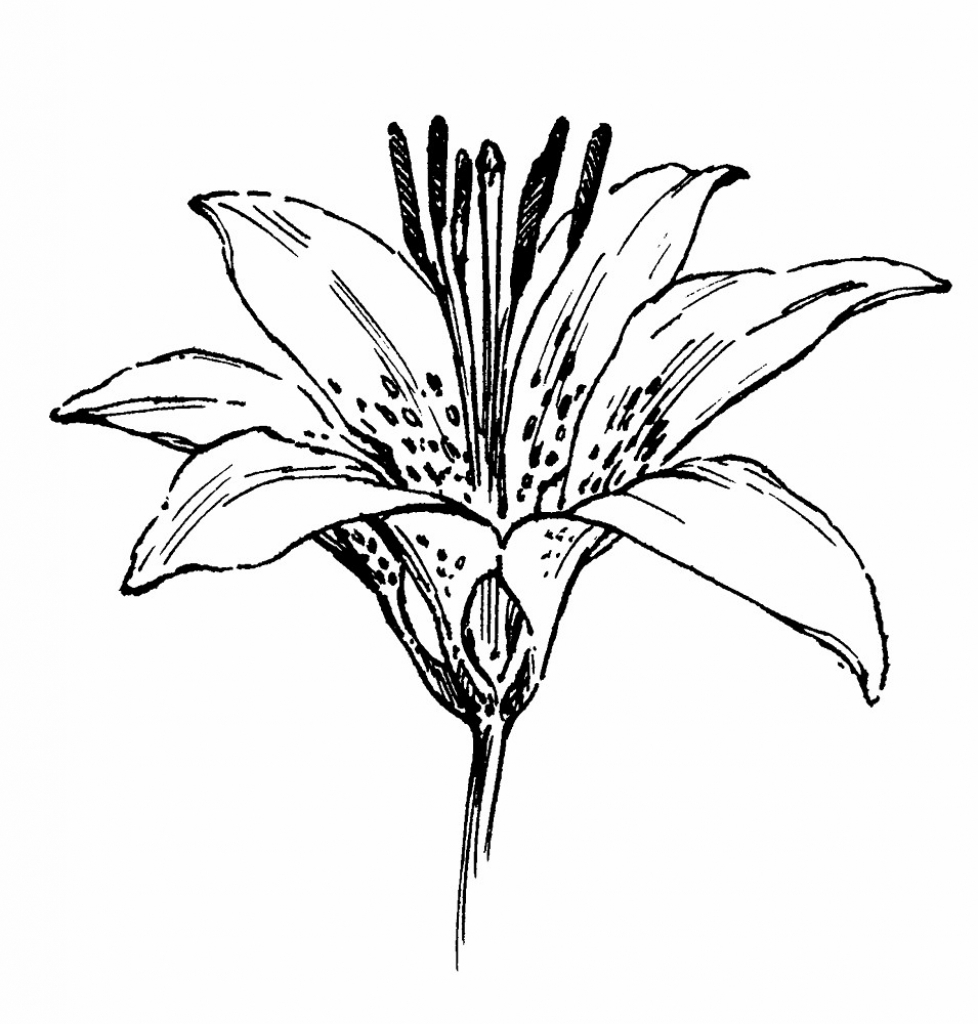 978x1024 Drawings Of Lilies Flower