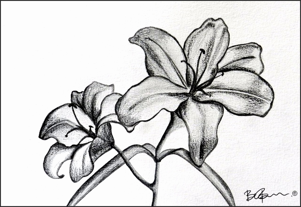983x678 Drawings Of Lilies Flower En4ja Beautiful How To Draw A Tiger Lily