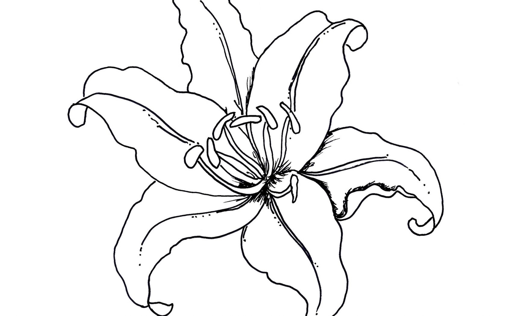 1680x1050 Flower Coloring Pages Fuchsia Water Lily Free Printable Lilies