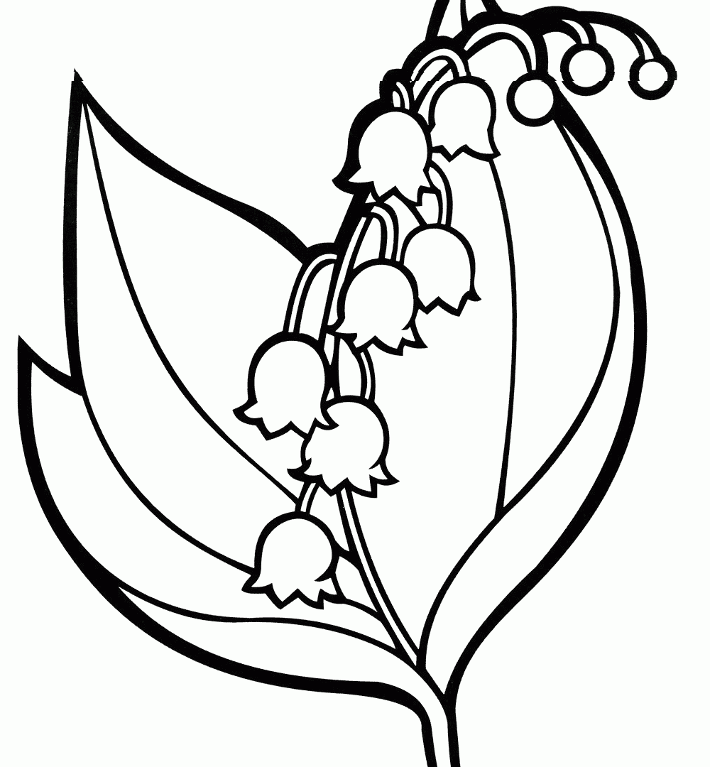1000x1080 Flowers Lily Coloring Pages For Children Page Kids Stargazer Peace