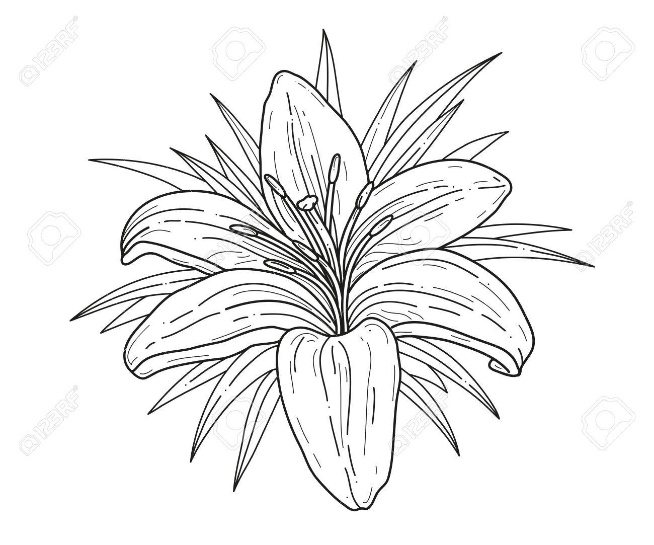 1300x1083 Lily Flower Monochrome Vector Illustration. Beautiful Tiger Lilly