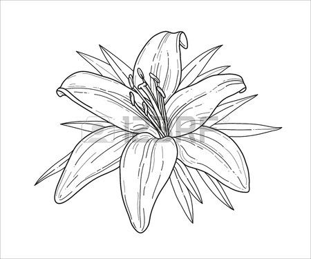 450x375 877 Tiger Lily Stock Vector Illustration And Royalty Free Tiger