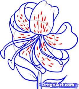 267x300 Step 6. How To Draw A Tiger Lily Painted Flowers