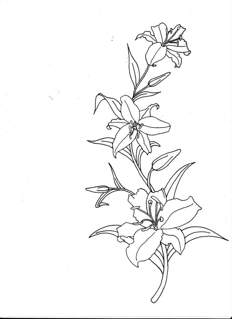 762x1048 Tiger Lily Drawing Outline 89881 Dfiles