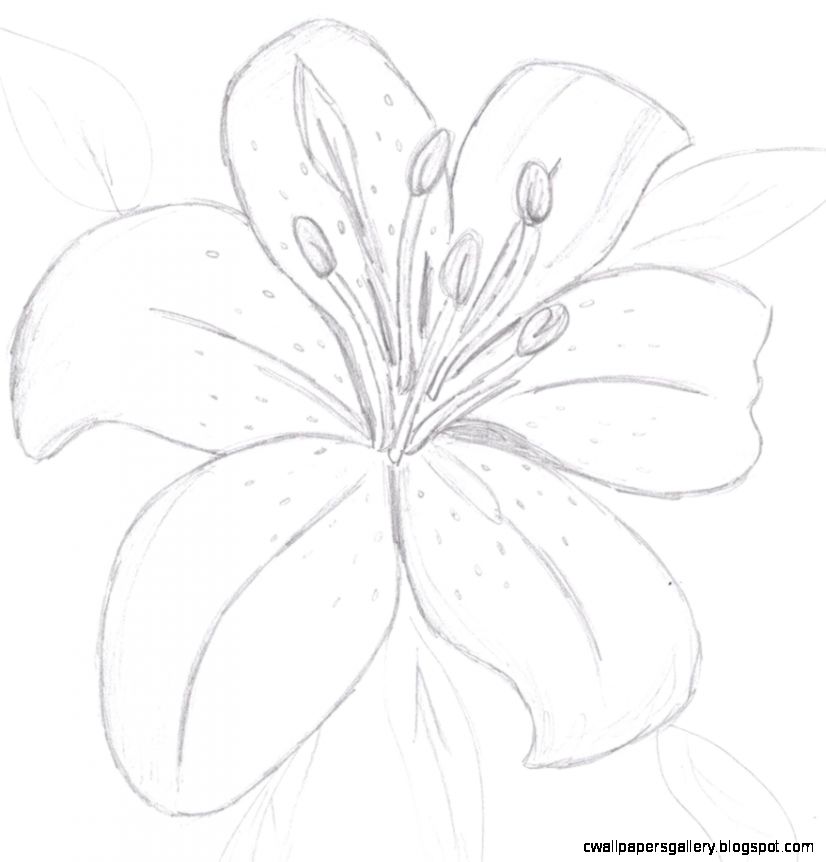 826x862 Tiger Lily Flower Drawing Wallpapers Gallery