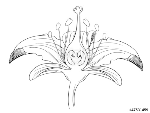 500x377 Tiger Lily Flower Outline Stock Image And Royalty Free Vector