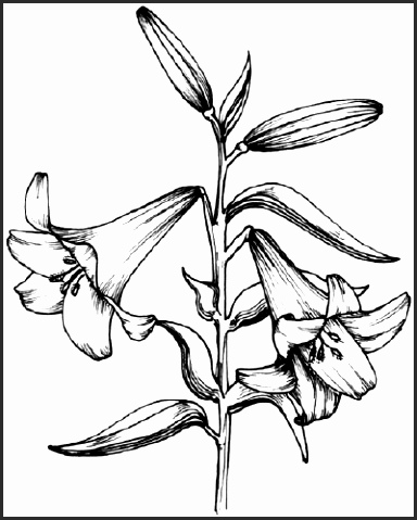 384x479 Drawings Of Lilies Flower En4ja Beautiful How To Draw A Tiger Lily