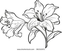 236x195 Go Back Gt Gallery For Gt Tiger Lily Line Drawing Tiger Lily