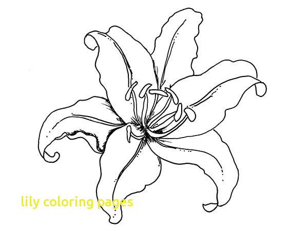 600x450 Lily Coloring Pages With Lily Flower Coloring Page Download