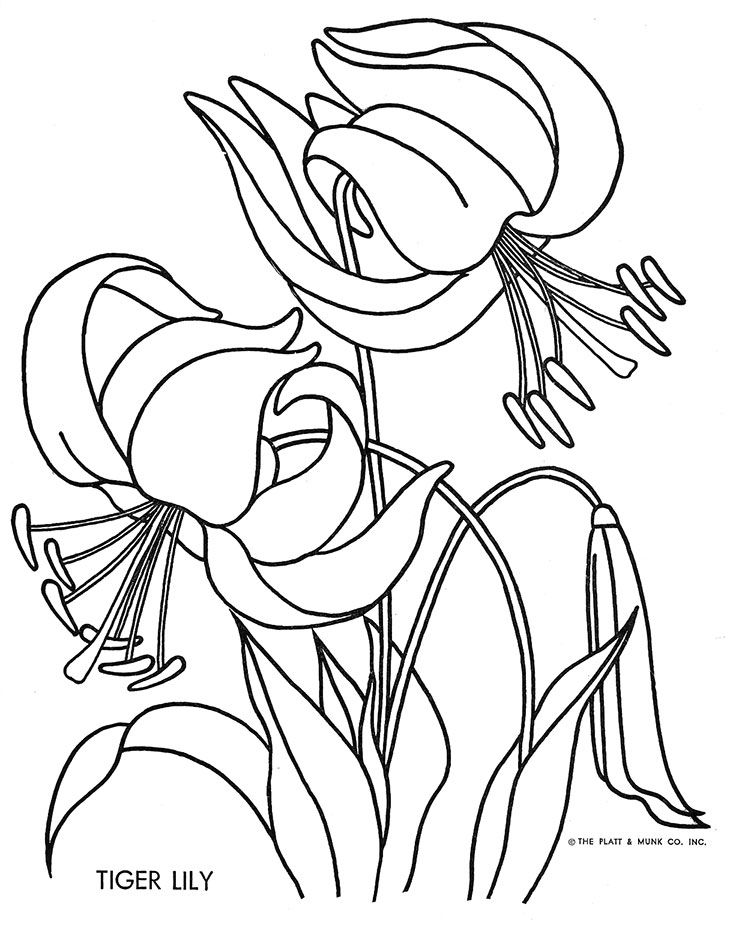 733x931 Lily Flower Coloring Pages Page Image Clipart Images