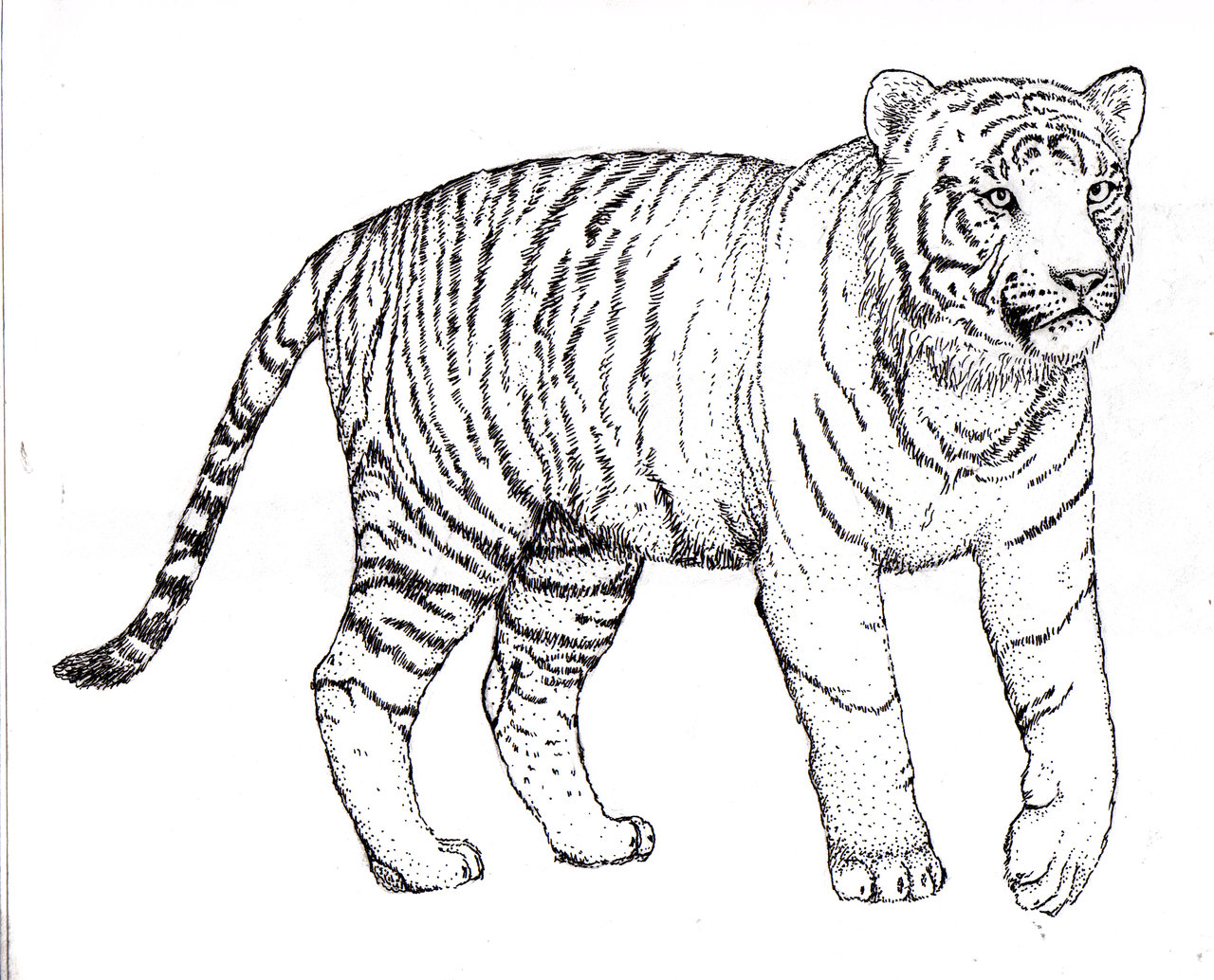 Tiger Line Drawing at GetDrawings | Free download