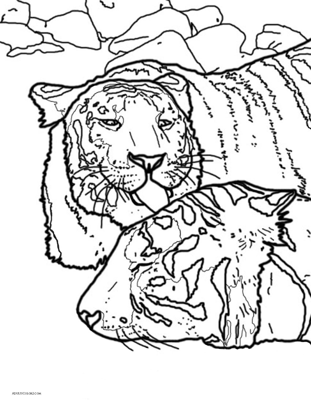 1181x1528 Tiger Coloring Pages Powerful Pussycats