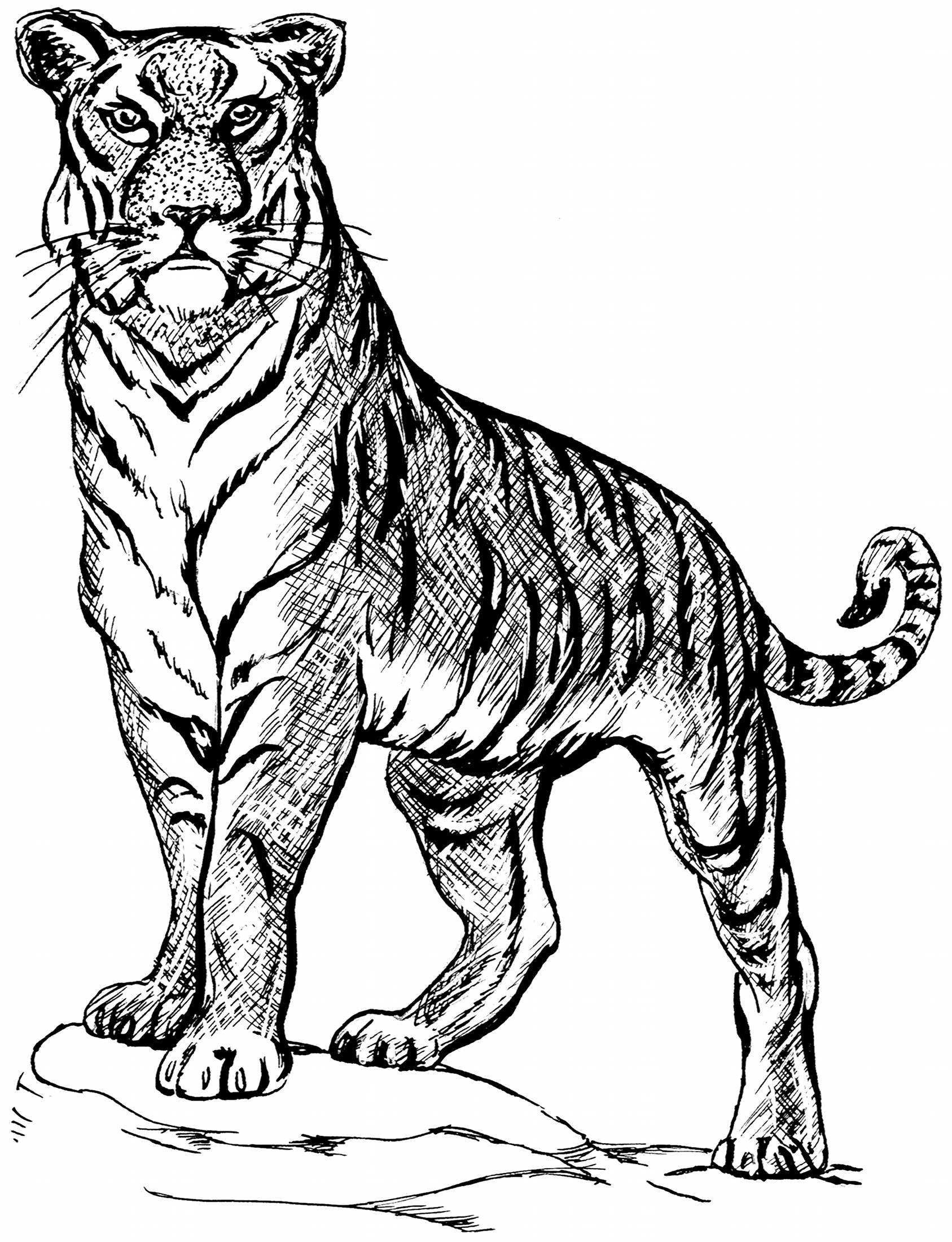 1687x2200 Tiger Line Drawings For Coloring Animals Tigers