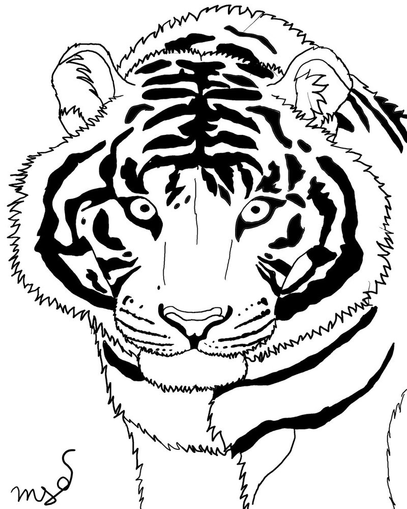 Tiger Line Drawing at GetDrawings | Free download