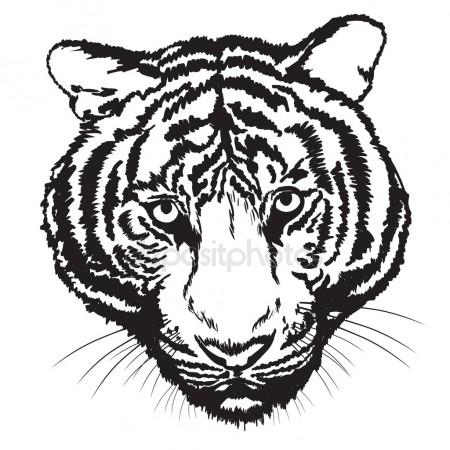 450x450 Tiger Drawing Stock Photo Arztsamui
