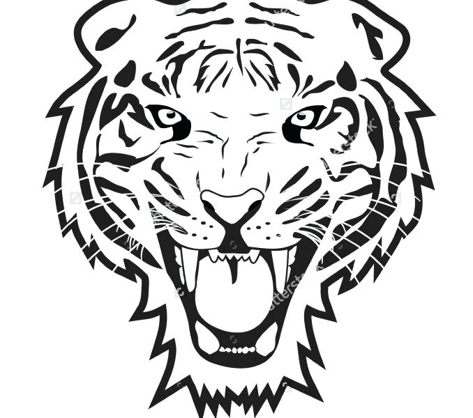 678x600 Tiger Pictures To Print Drawing And Coloring A Tiger How To Draw