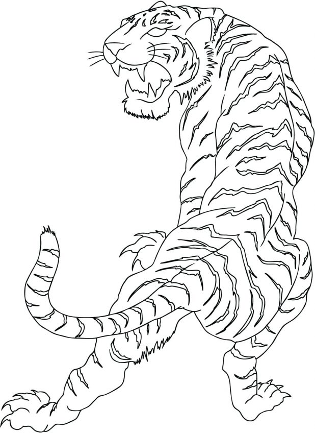 Tiger Outline Drawing at GetDrawings | Free download