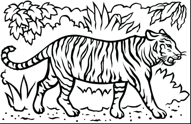 Tiger Outline Drawing at GetDrawings | Free download