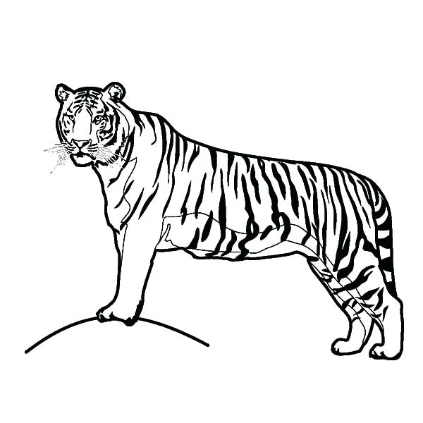 600x600 Coloring Picture Of A Tiger A Tiger On Its Hunting Coloring Page