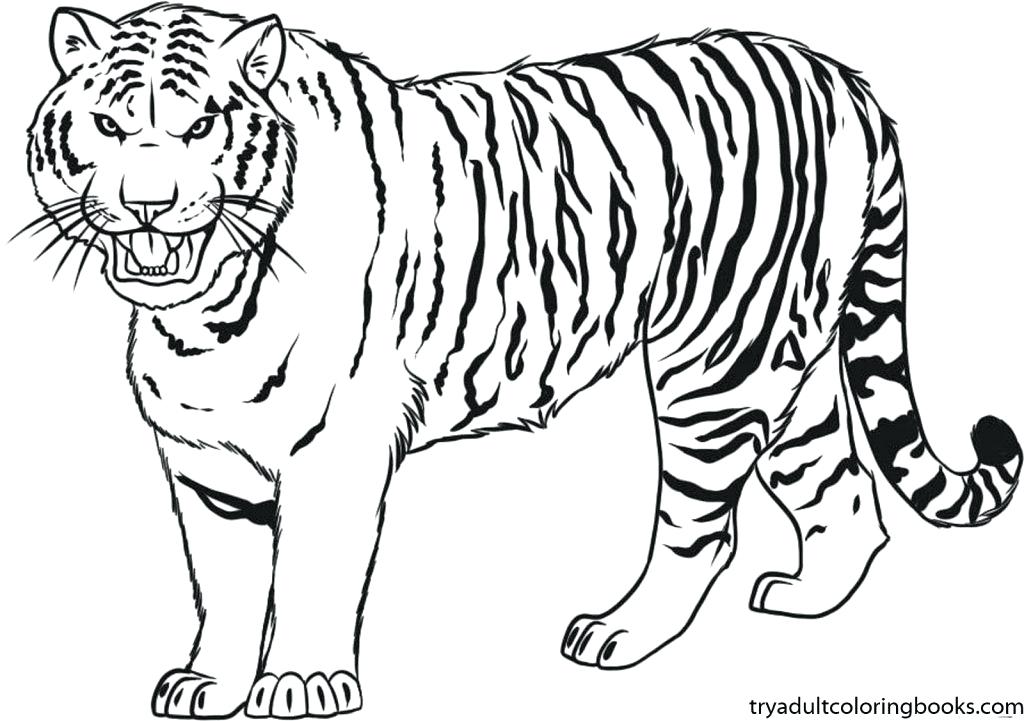 1024x721 Tiger Printable Coloring Pages Printable Tiger Coloring Pages